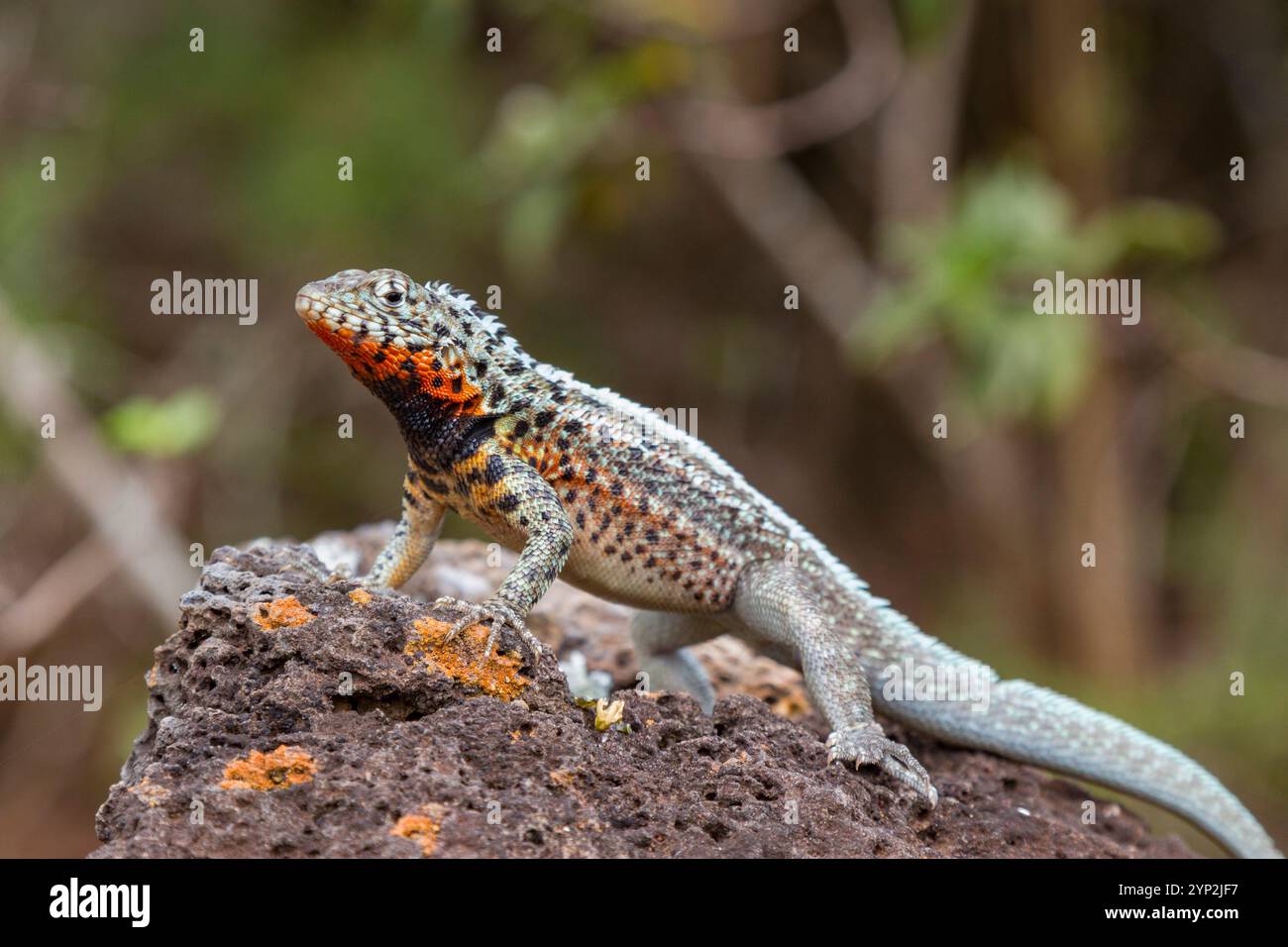 Lézard de lave (Microlophus spp) dans l'archipel des îles Galapagos, site du patrimoine mondial de l'UNESCO, Équateur, Amérique du Sud Banque D'Images