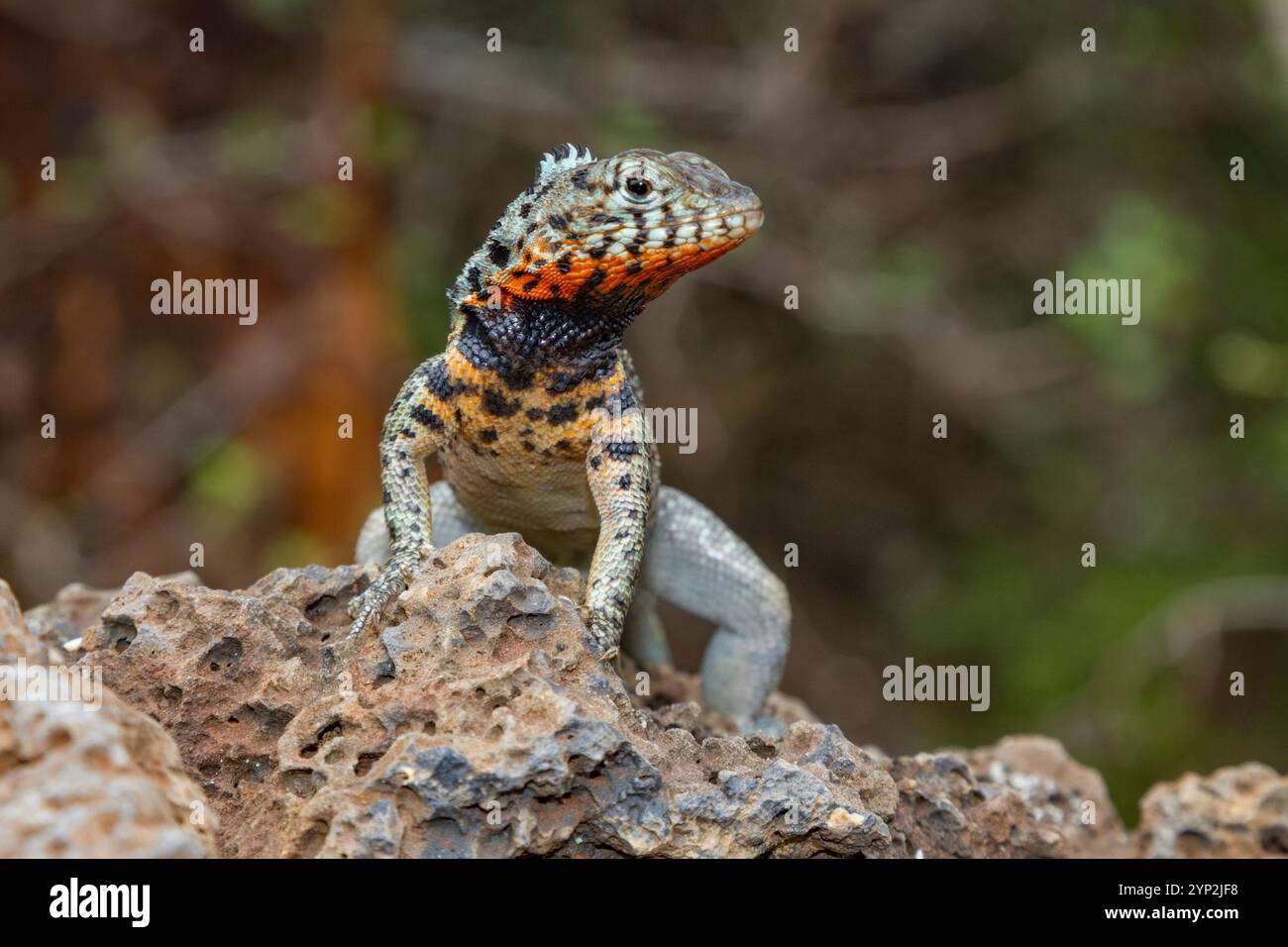 Lézard de lave (Microlophus spp) dans l'archipel des îles Galapagos, site du patrimoine mondial de l'UNESCO, Équateur, Amérique du Sud Banque D'Images