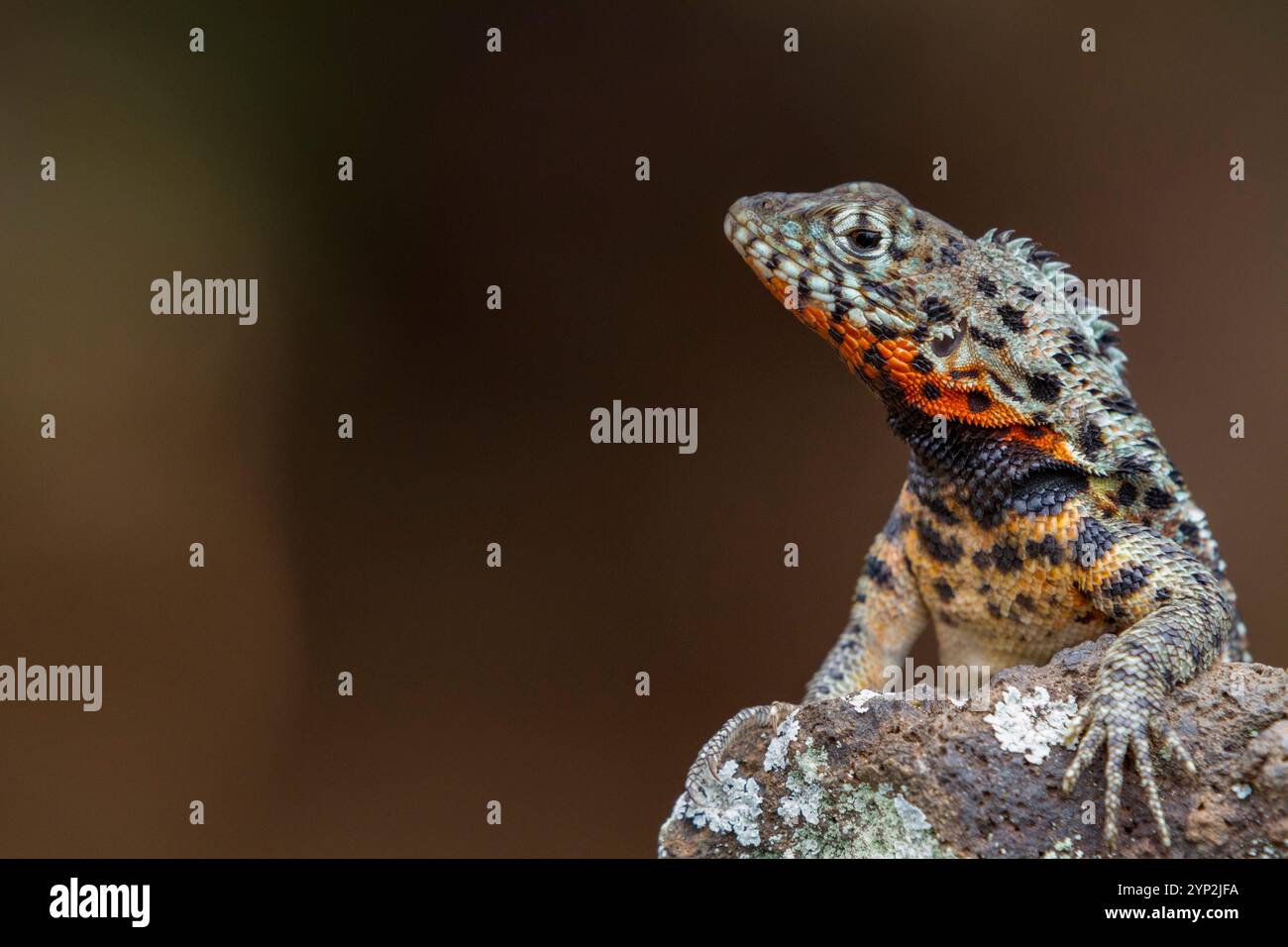 Lézard de lave (Microlophus spp) dans l'archipel des îles Galapagos, site du patrimoine mondial de l'UNESCO, Équateur, Amérique du Sud Banque D'Images