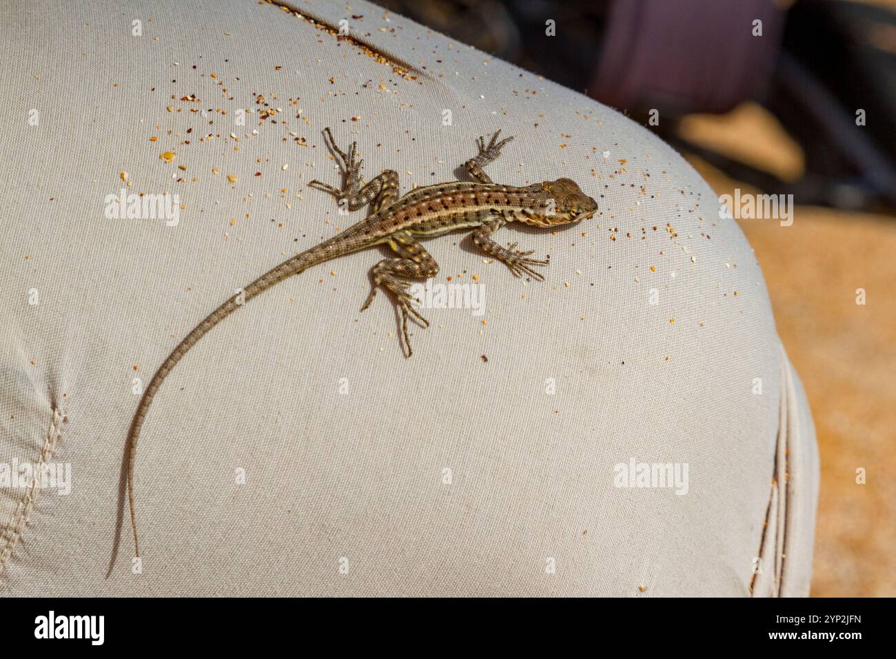 Lézard de lave (Microlophus spp) dans l'archipel des îles Galapagos, site du patrimoine mondial de l'UNESCO, Équateur, Amérique du Sud Banque D'Images