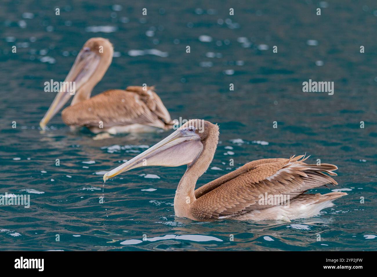 Pélican brun juvénile des Galapagos (Pelecanus occidentalis urinator), la plus petite espèce de pélican au monde, se nourrissant dans l'archipel des îles Galapagos Banque D'Images