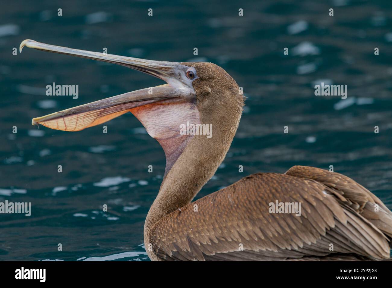 Pélican brun juvénile des Galapagos (Pelecanus occidentalis urinator), la plus petite espèce de pélican au monde, se nourrissant dans l'archipel des îles Galapagos Banque D'Images