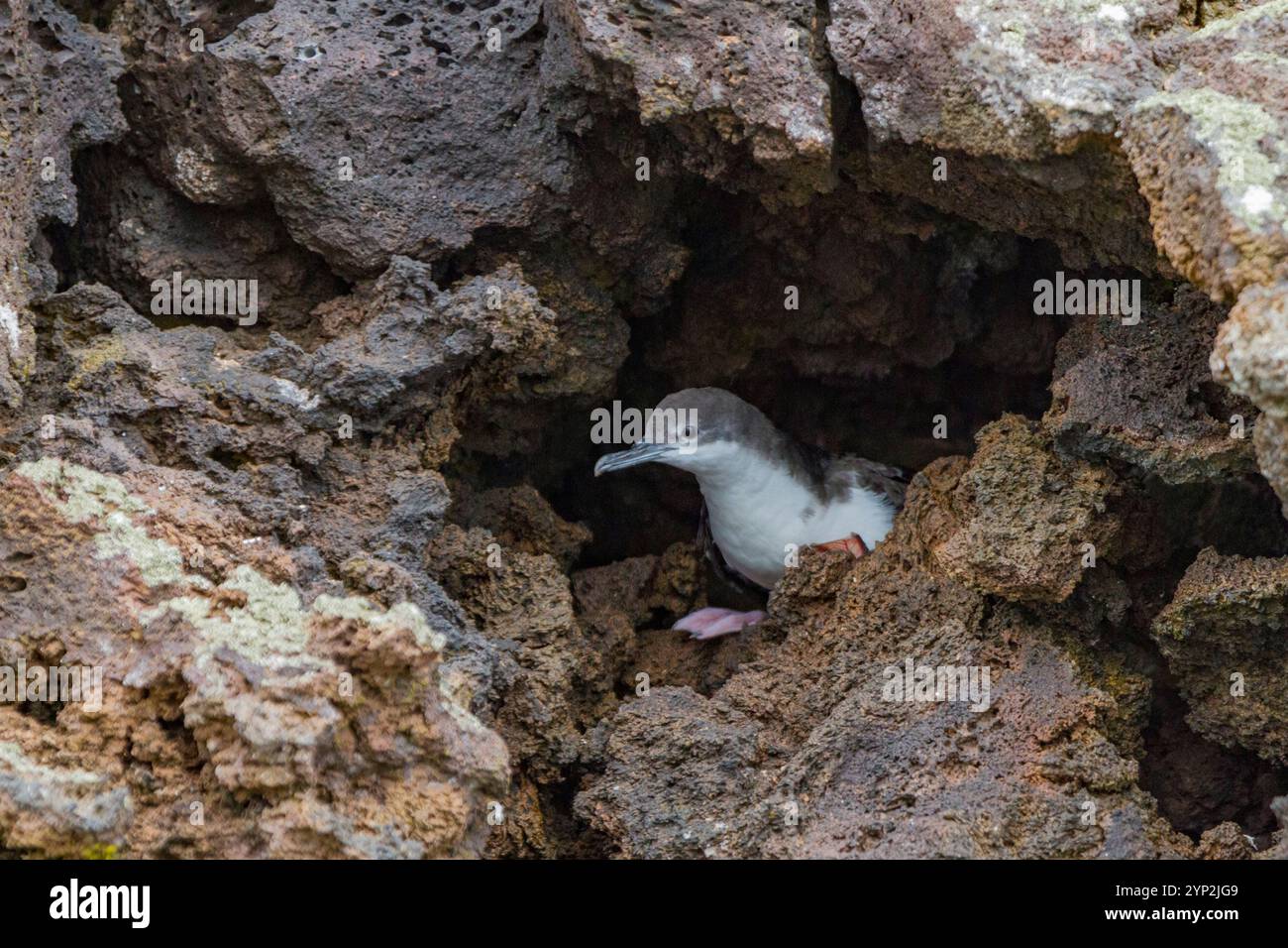 Eau de puffinus subalaris nichant dans un coin de lave dans l'archipel des îles Galapagos, site du patrimoine mondial de l'UNESCO, Équateur, Amérique du Sud Banque D'Images