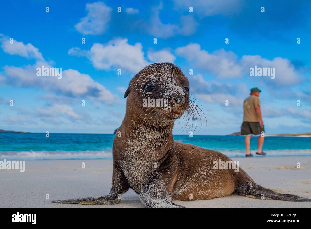 Lion de mer des Galapagos (Zalophus wollebaeki) chipelage dans l'archipel des îles Galapagos, site du patrimoine mondial de l'UNESCO, Équateur, Amérique du Sud Banque D'Images