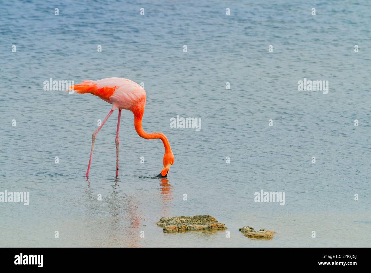 Le grand flamant rose (Phoenicopterus ruber) recherche de petites crevettes roses (Artemia salina) dans la lagune d'eau salée près de Cerro Dragon sur l'île d'Espanola Banque D'Images
