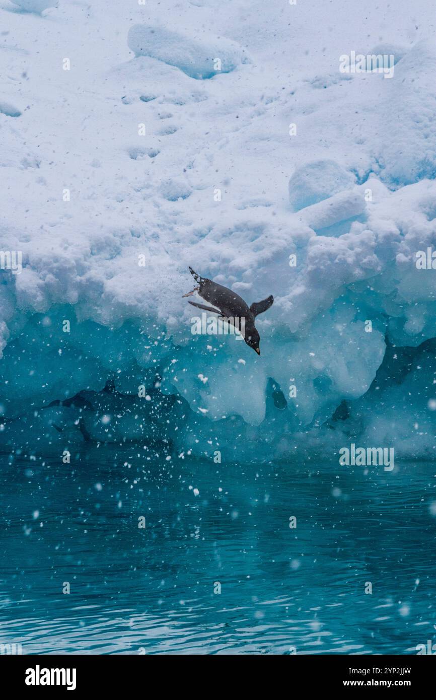 Manchot Adelie (Pygoscelis adeliae) sur la glace près de l'île Devil dans la mer de Weddell près de la péninsule Antarctique, Antarctique, régions polaires Banque D'Images