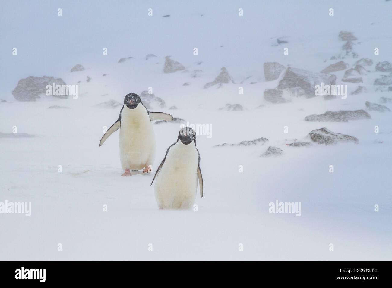 Manchots Adelie (Pygoscelis adeliae) dans une tempête de neige à Brown Bluff sur la péninsule Antarctique dans la mer de Weddell, Antarctique, régions polaires Banque D'Images