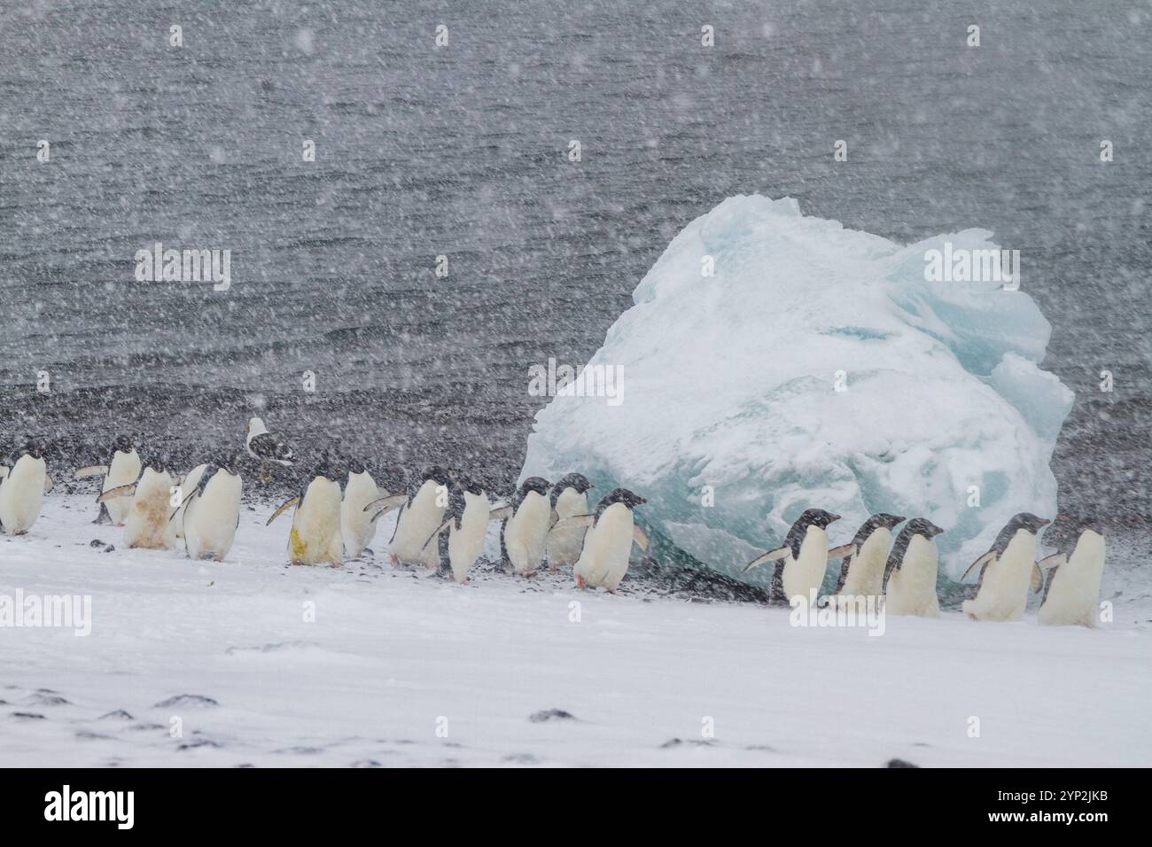 Manchots Adelie (Pygoscelis adeliae) dans une tempête de neige à Brown Bluff sur la péninsule Antarctique dans la mer de Weddell, Antarctique, régions polaires Banque D'Images