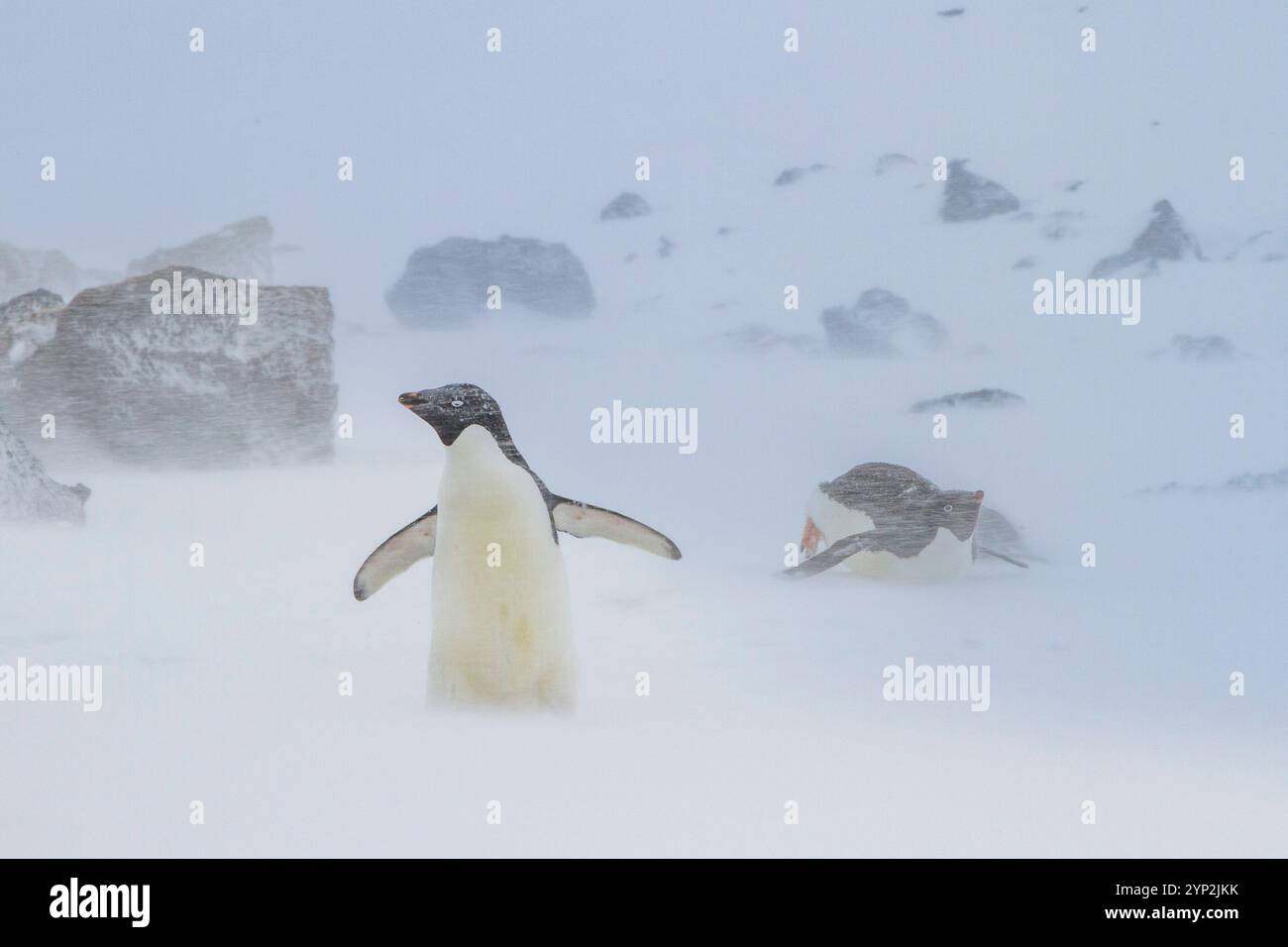 Manchots Adelie (Pygoscelis adeliae) dans une tempête de neige à Brown Bluff sur la péninsule Antarctique dans la mer de Weddell, Antarctique, régions polaires Banque D'Images