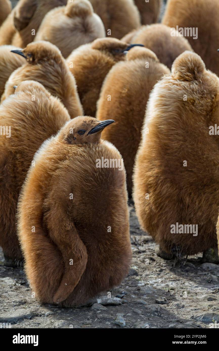 Manchots royaux (Aptenodytes patagonicus) dans le plumage duveteux (okum boys) sur l'île de Géorgie du Sud, régions polaires Banque D'Images