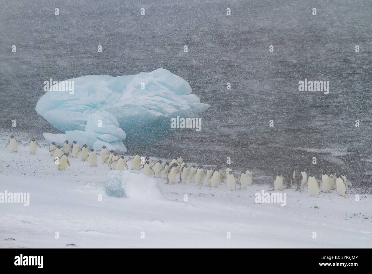 Manchots Adelie (Pygoscelis adeliae) dans une tempête de neige à Brown Bluff sur la péninsule Antarctique dans la mer de Weddell, Antarctique, régions polaires Banque D'Images