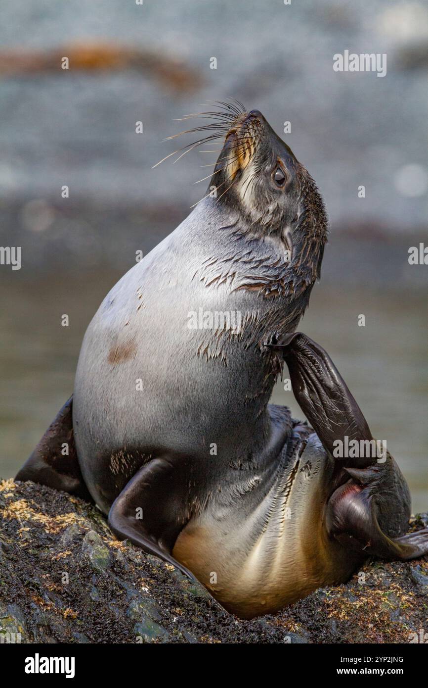 Chiot otarien à fourrure de l'Antarctique (Arctocephalus gazella) en Géorgie du Sud, Océan Austral, régions polaires Banque D'Images