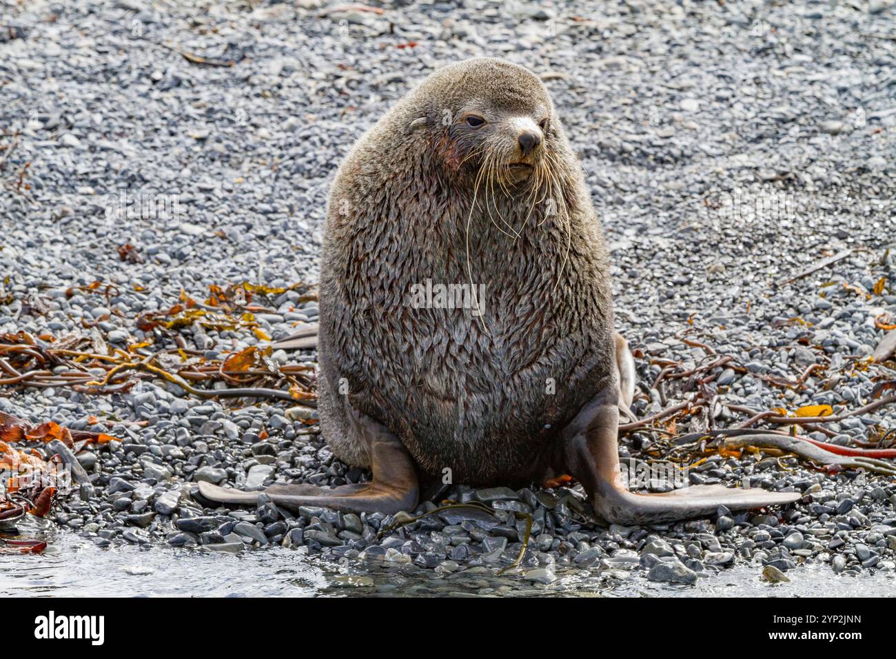 Taureau d'otaries à fourrure de l'Antarctique (Arctocephalus gazella) en Géorgie du Sud, Océan Austral, régions polaires Banque D'Images