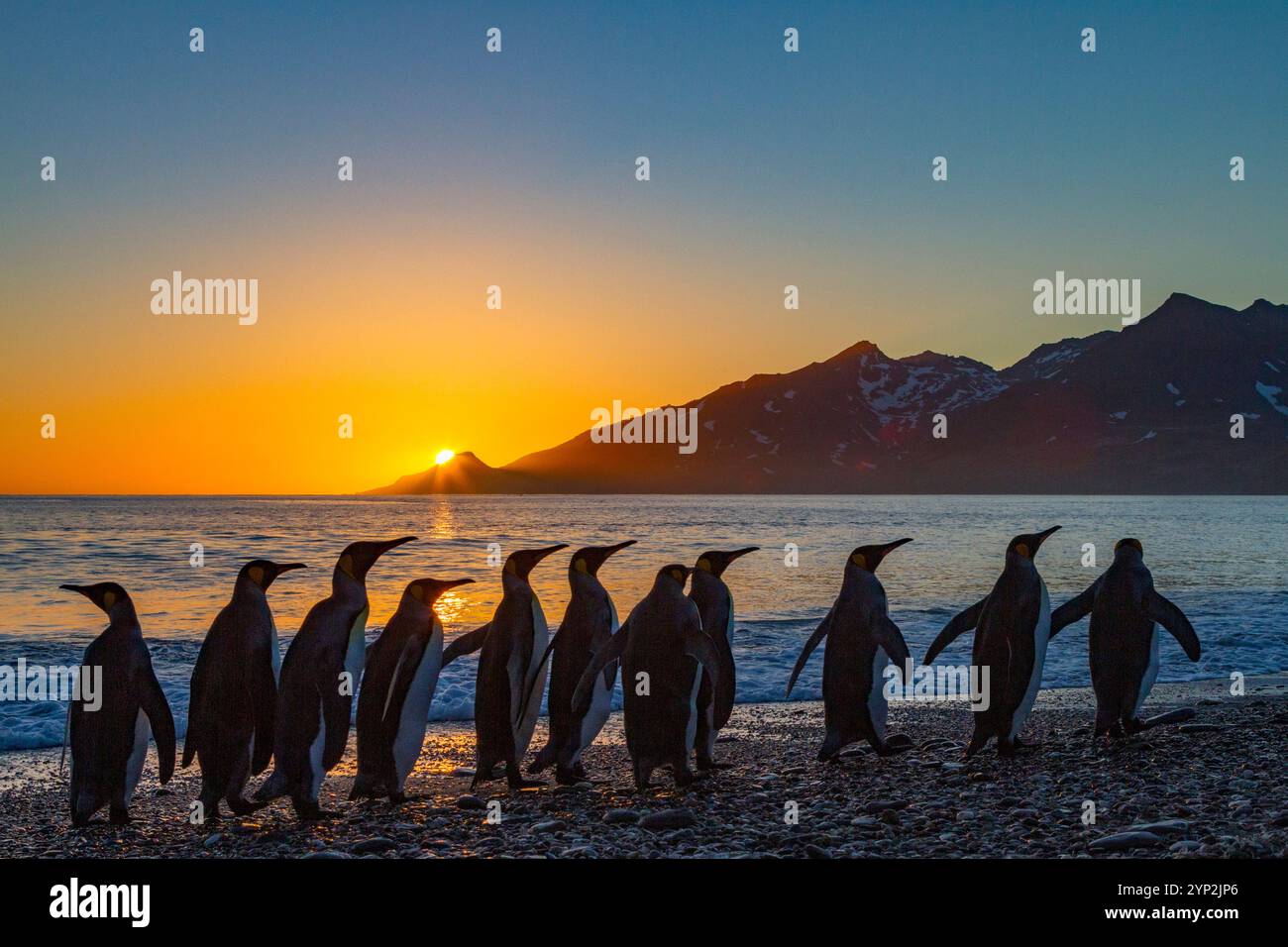 Manchots royaux (Aptenodytes patagonicus) au lever du soleil sur l'île de Géorgie du Sud, Océan Austral, régions polaires Banque D'Images