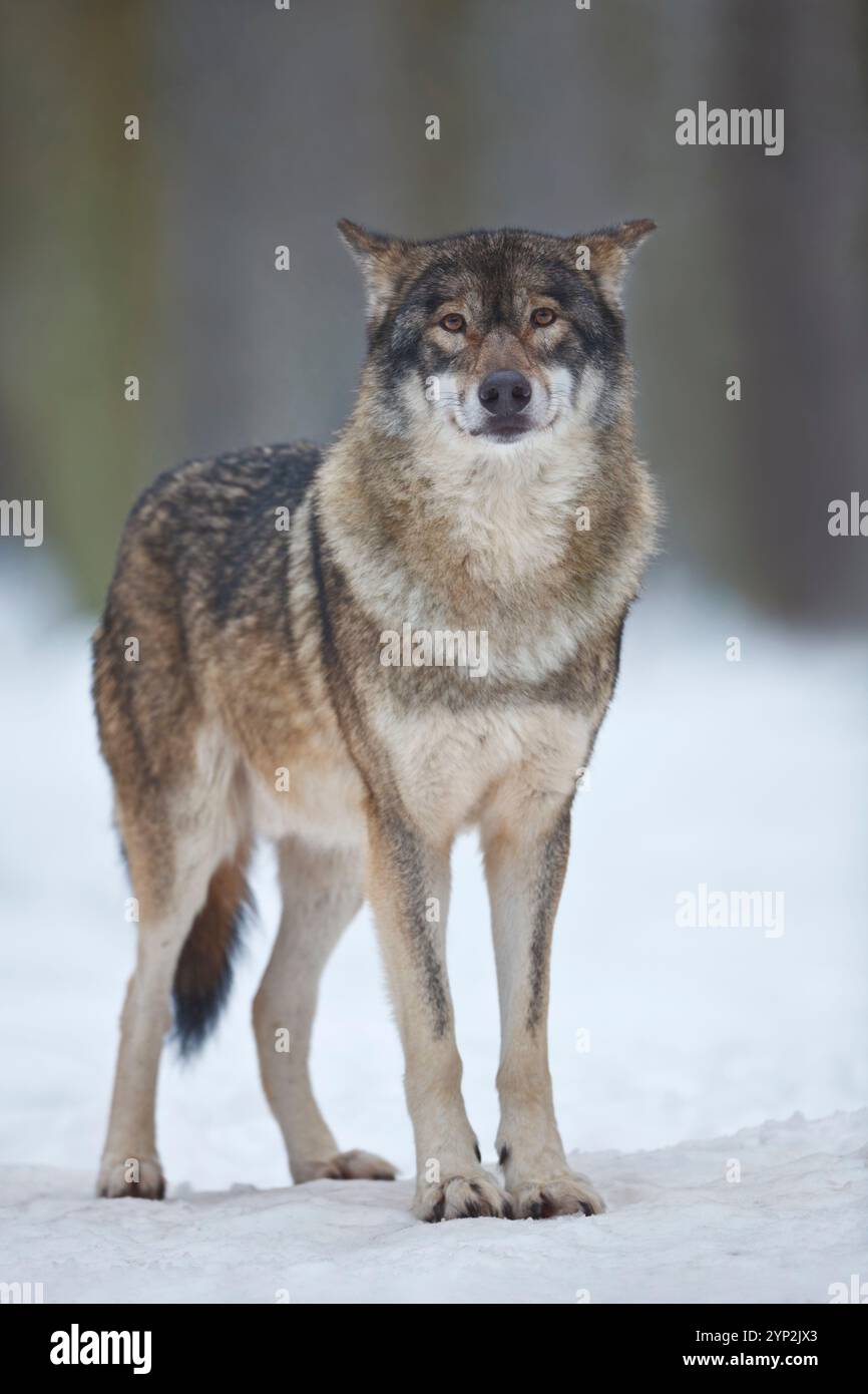 Loup des grandes Plaines, Canis lupus nubilus, loup, hiver, froid Allemagne dangereux, manteau d'hiver Banque D'Images