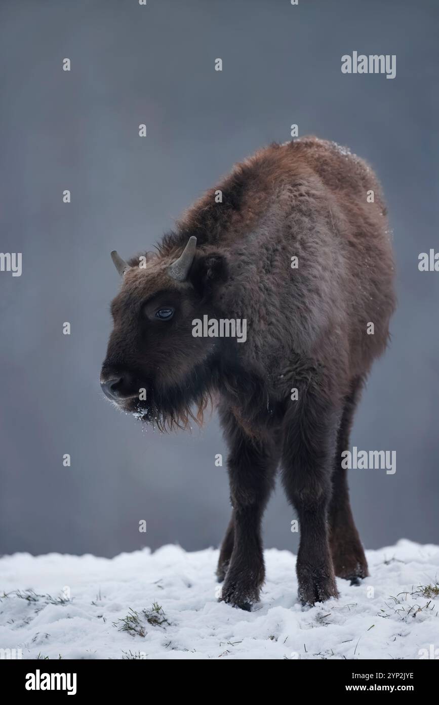 Wisent, bison bonasus, bison européen, Allemagne, hiver, juvénile, buffle, jeune animal, parc sauvage, parc animalier Banque D'Images