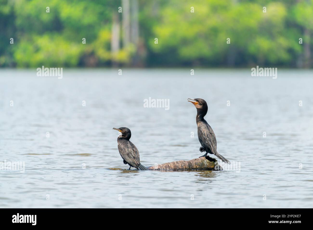 Cormoran néotrope (Phalacrocorax brasilianus) (Phalacrocorax olivaceus) (Nannopterum brasilianum), lac Sandoval, réserve nationale de Tambopata, Pérou Banque D'Images