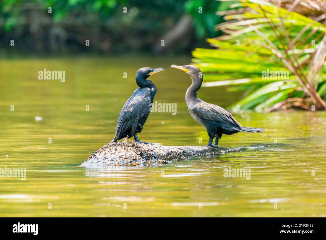 Cormoran néotrope (Phalacrocorax brasilianus) (Phalacrocorax olivaceus) (Nannopterum brasilianum), lac Sandoval, réserve nationale de Tambopata, Pérou Banque D'Images