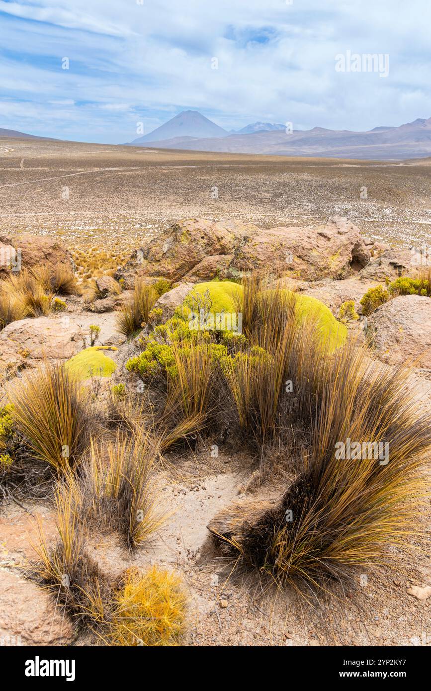 Touffes d'herbe et volcans El Misti et Chachani, réserve nationale de Salinas y Aguada Blanca, région d'Arequipa, Pérou, Amérique du Sud Banque D'Images