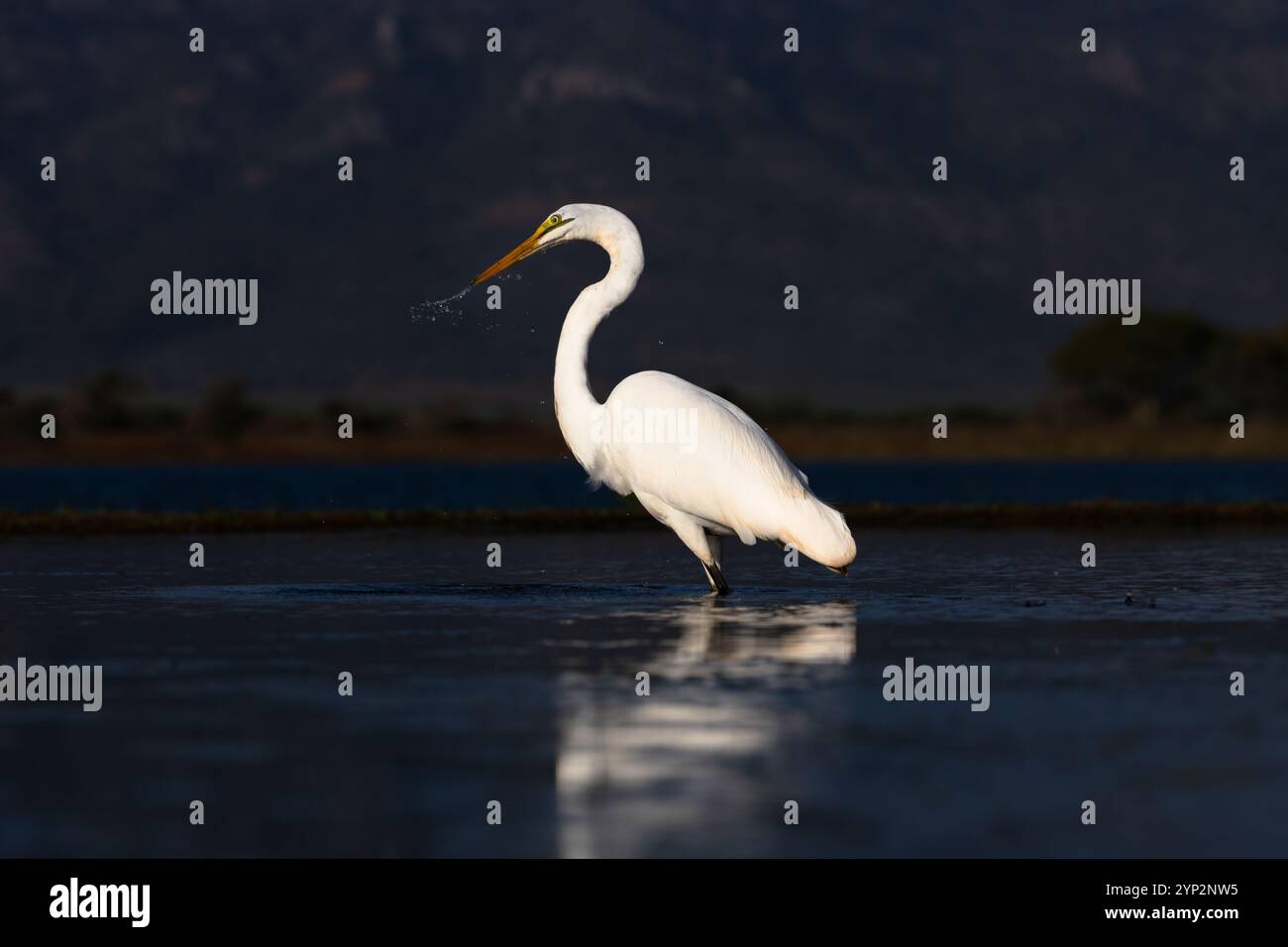 Grande aigrette blanche (Ardea alba), Zimanga Game Reserve, Afrique du Sud, Afrique Banque D'Images