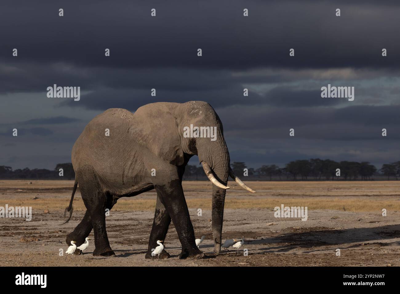 Éléphant (Loxodonta africana) taureau, parc national d'Amboseli, Kenya, Afrique de l'est, Afrique Banque D'Images