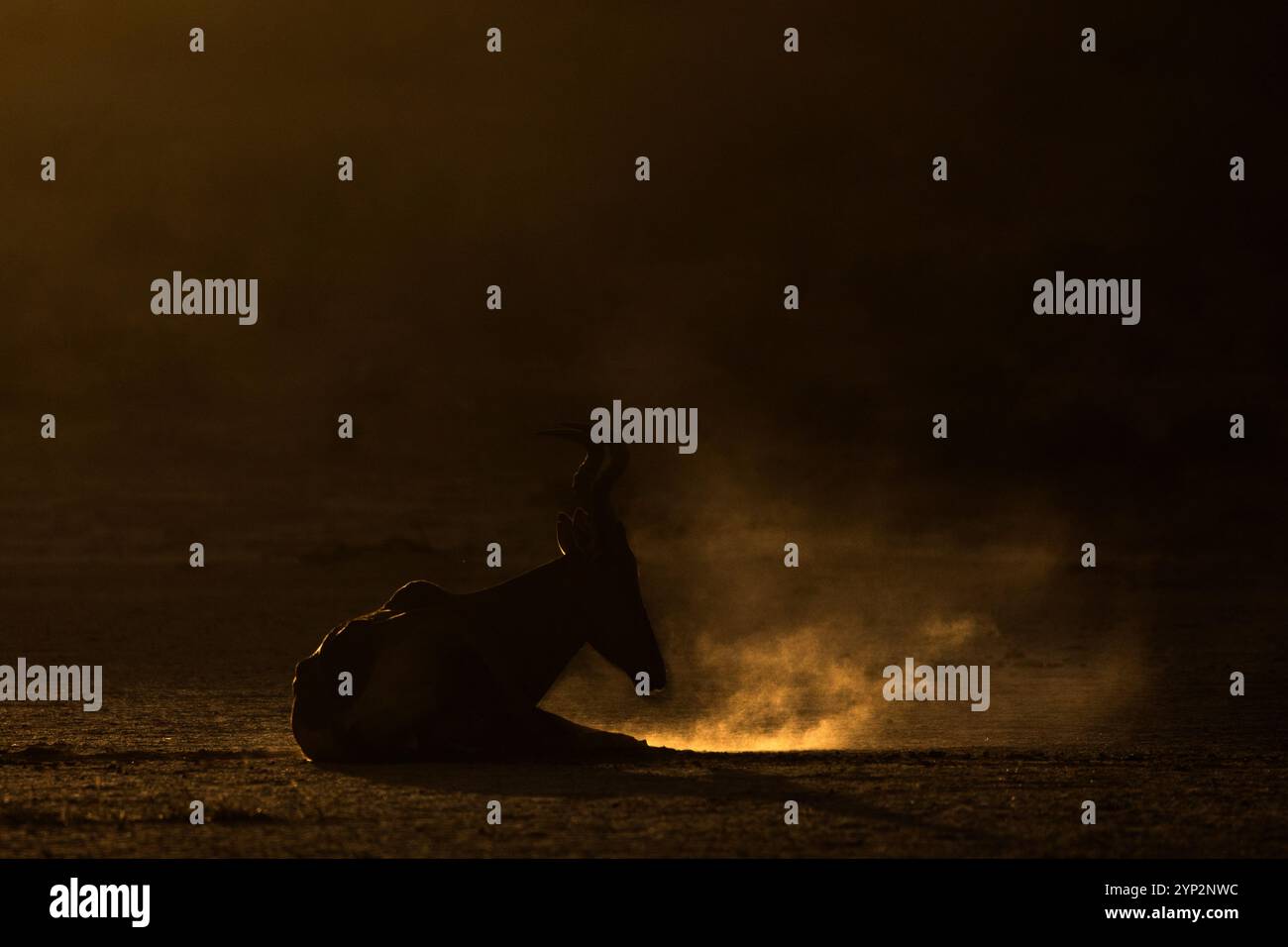 Beest rouge (Alcelaphus buselaphus caama) baignade de poussière, parc transfrontalier de Kgalagadi, Afrique du Sud, Afrique Banque D'Images