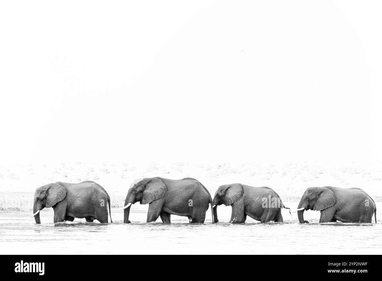 Éléphants (Loxodonta africana) traversant la rivière, Parc National de Chobe, Botswana, Afrique Banque D'Images