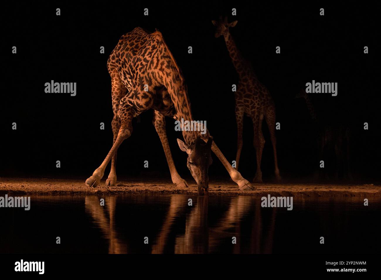 Girafes (Giraffa camelopardalis) dans l'eau la nuit, Shompole, Kenya, Afrique de l'est, Afrique Banque D'Images