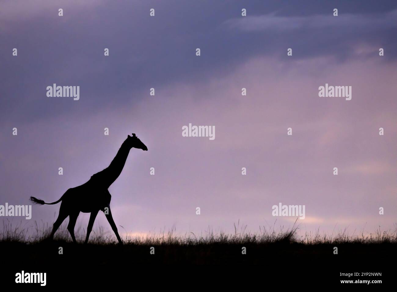 Silhouette de girafe (Giraffa camelopardalis), Masai Mara, Kenya, Afrique de l'est, Afrique Banque D'Images