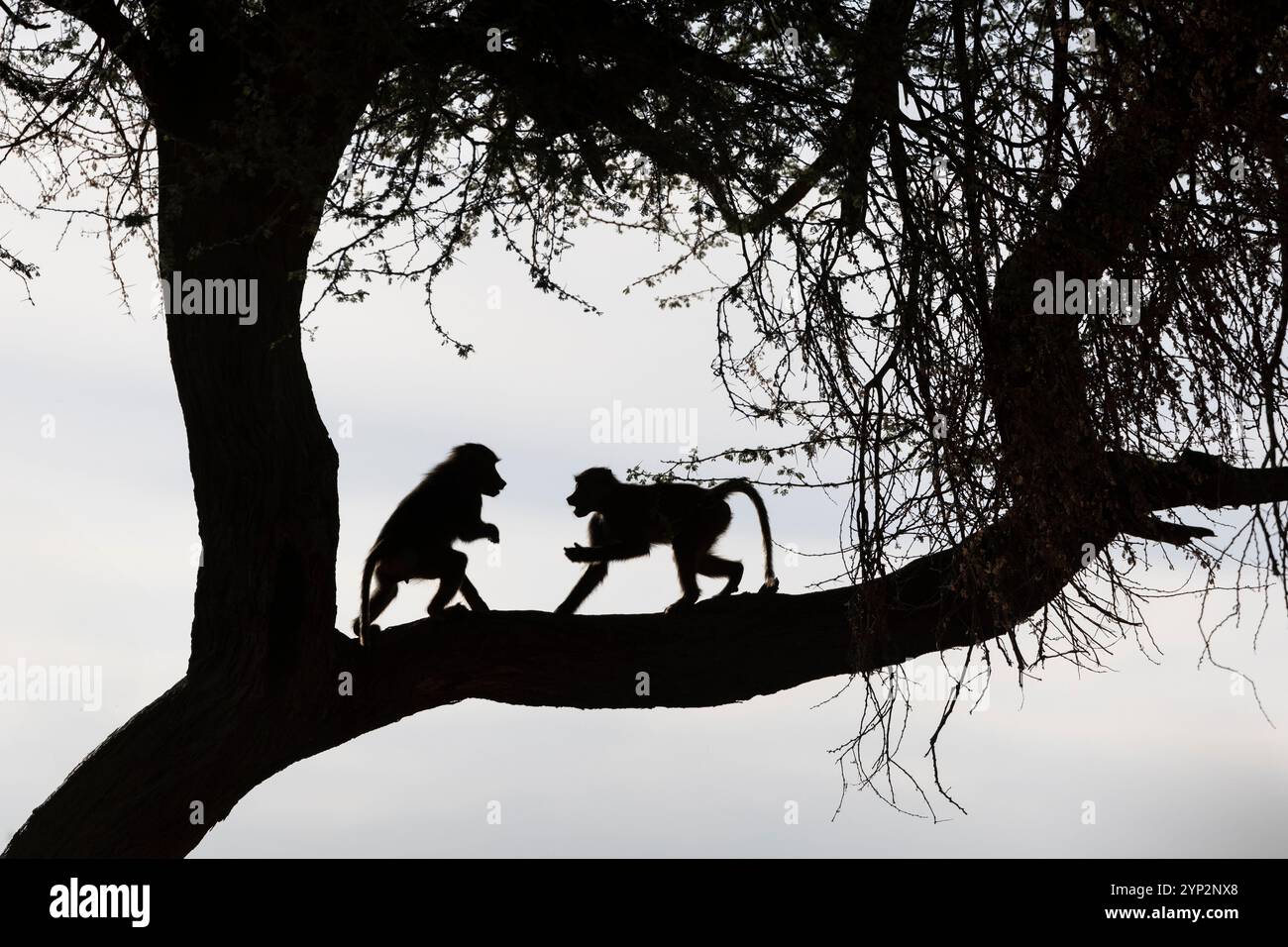 Silhouette de babouins olives (Papio anubis), Shompole, Kenya, Afrique de l'est, Afrique Banque D'Images