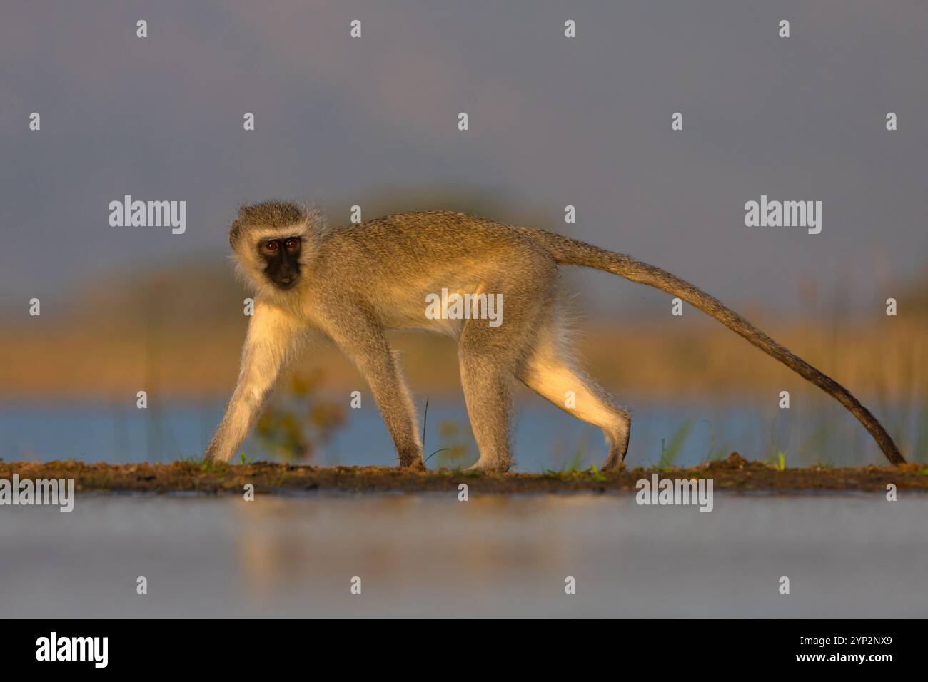Singe vervet (Chlorocebus pygerythrus), Zimanga nature Reserve, KwaZulu-Natal, Afrique du Sud, Afrique Banque D'Images