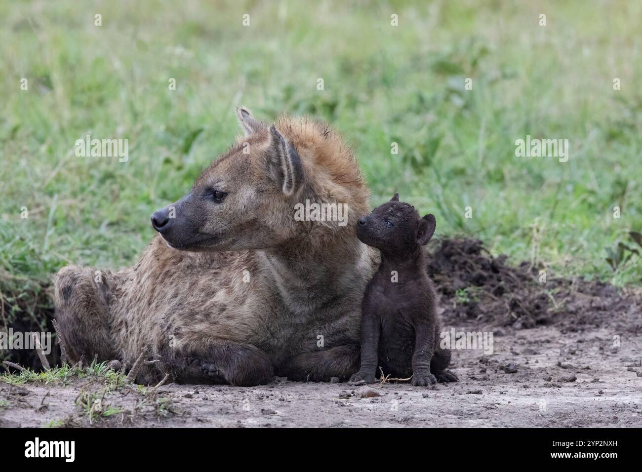 Hyène tachetée (Crocuta crocuta) avec ourson, Masai Mara, Kenya, Afrique de l'est, Afrique Banque D'Images