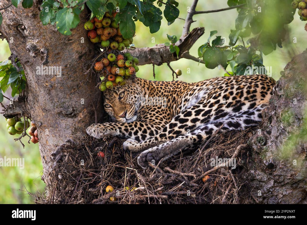 Léopard (Panthera pardus) dans un arbre, Masai Mara, Kenya, Afrique de l'est, Afrique Banque D'Images