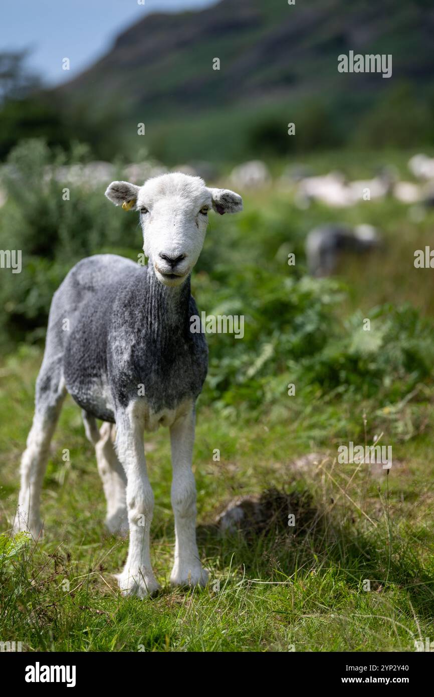 Les brebis de Herdwick récemment raccourcies paissant dans un pâturage des hautes terres à Wasdale, dans le parc national du Lake District, Royaume-Uni. Banque D'Images