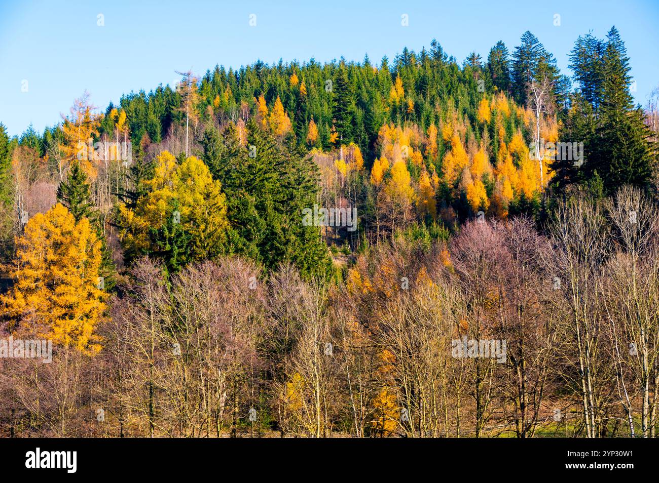 Une scène de forêt automnale vibrante montrant des couronnes d'arbres dans des tons de vert, orange et brun, capturant la beauté de la saison changeante et le riche colo Banque D'Images