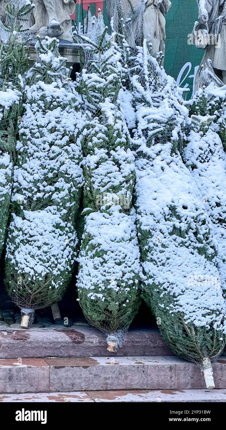 Arbres de Noël à vendre. Empilés en paquets élevés dans le détail de stationnement d'entrepôt. Épicéa emballé dans le filet Banque D'Images