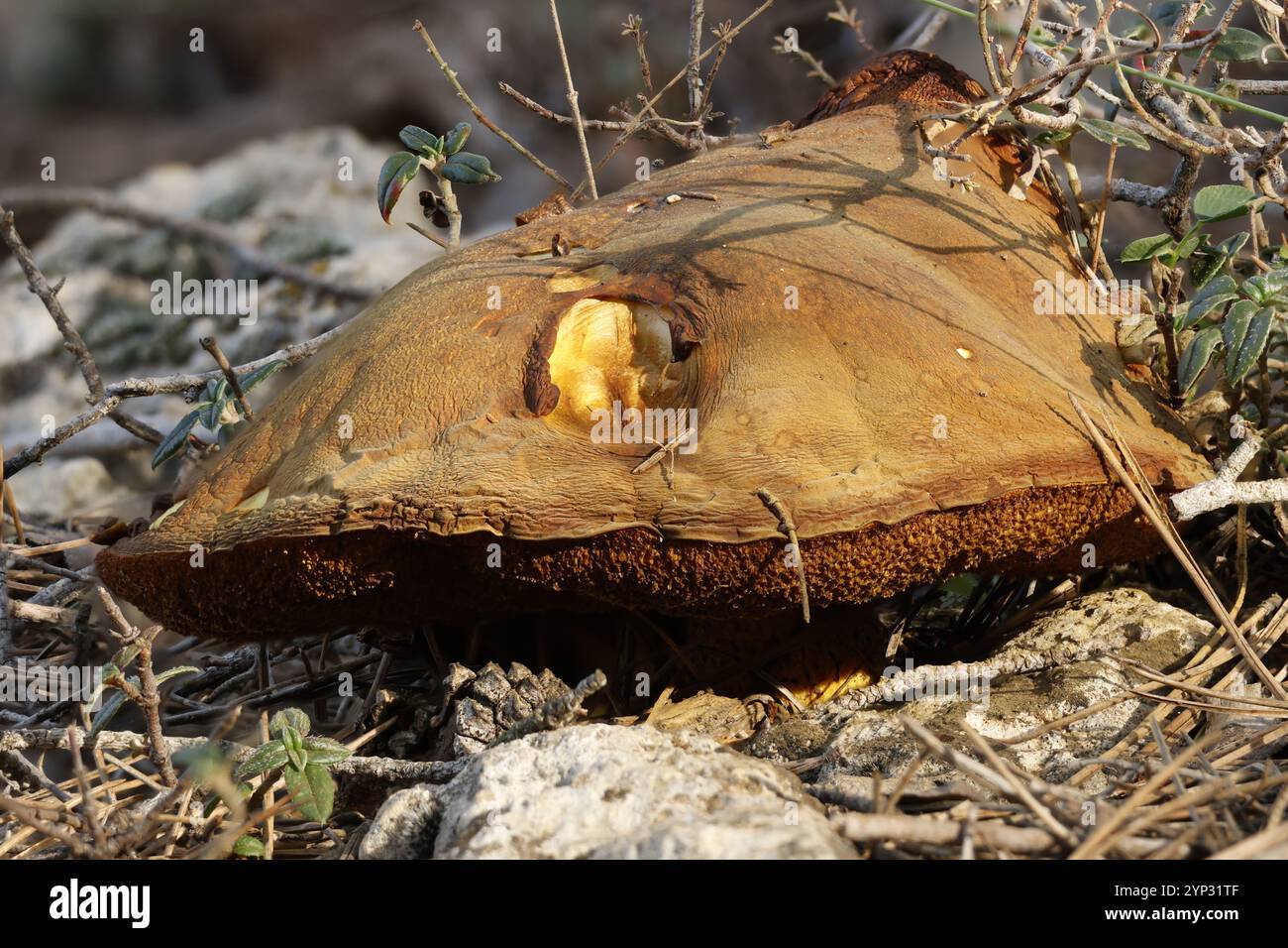 Champignon Suillus mediterraneensis, champignon typique des forêts méditerranéennes, Alcoy, Espagne Banque D'Images