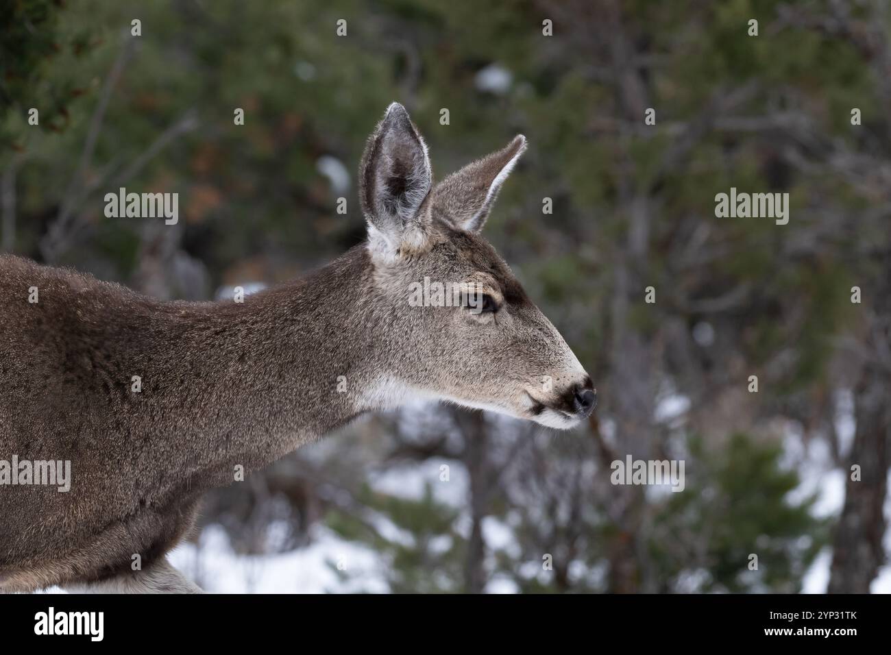 Gros plan, jeune cerf mulet (Odocoileus hemionus) au parc national du Grand Canyon en hiver. Forêt et neige en arrière-plan Banque D'Images