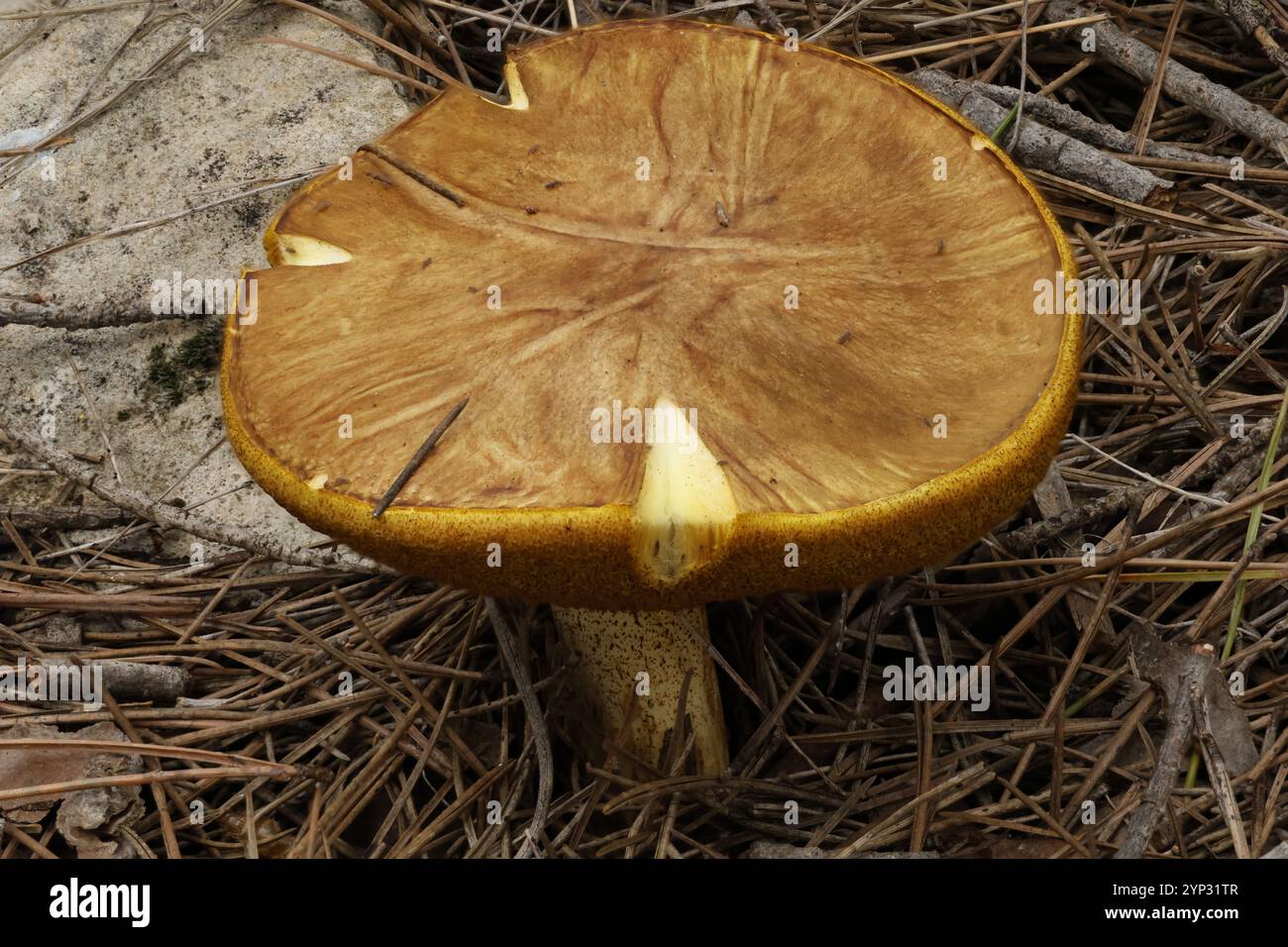 Technique photographique d'empilement de mise au point faite sur caméra sur le champignon Suillus mediterraneensis, Alcoy, Espagne Banque D'Images