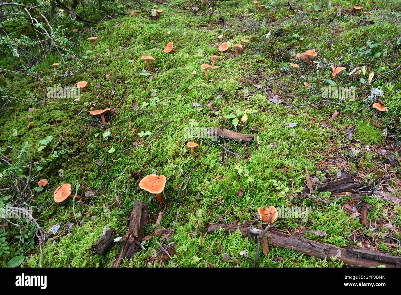 Groupe de faux champignons Chanterelle, Hygrophoropsis aurantiaca, poussant en mousse sur le plancher forestier de la forêt de pins Banque D'Images