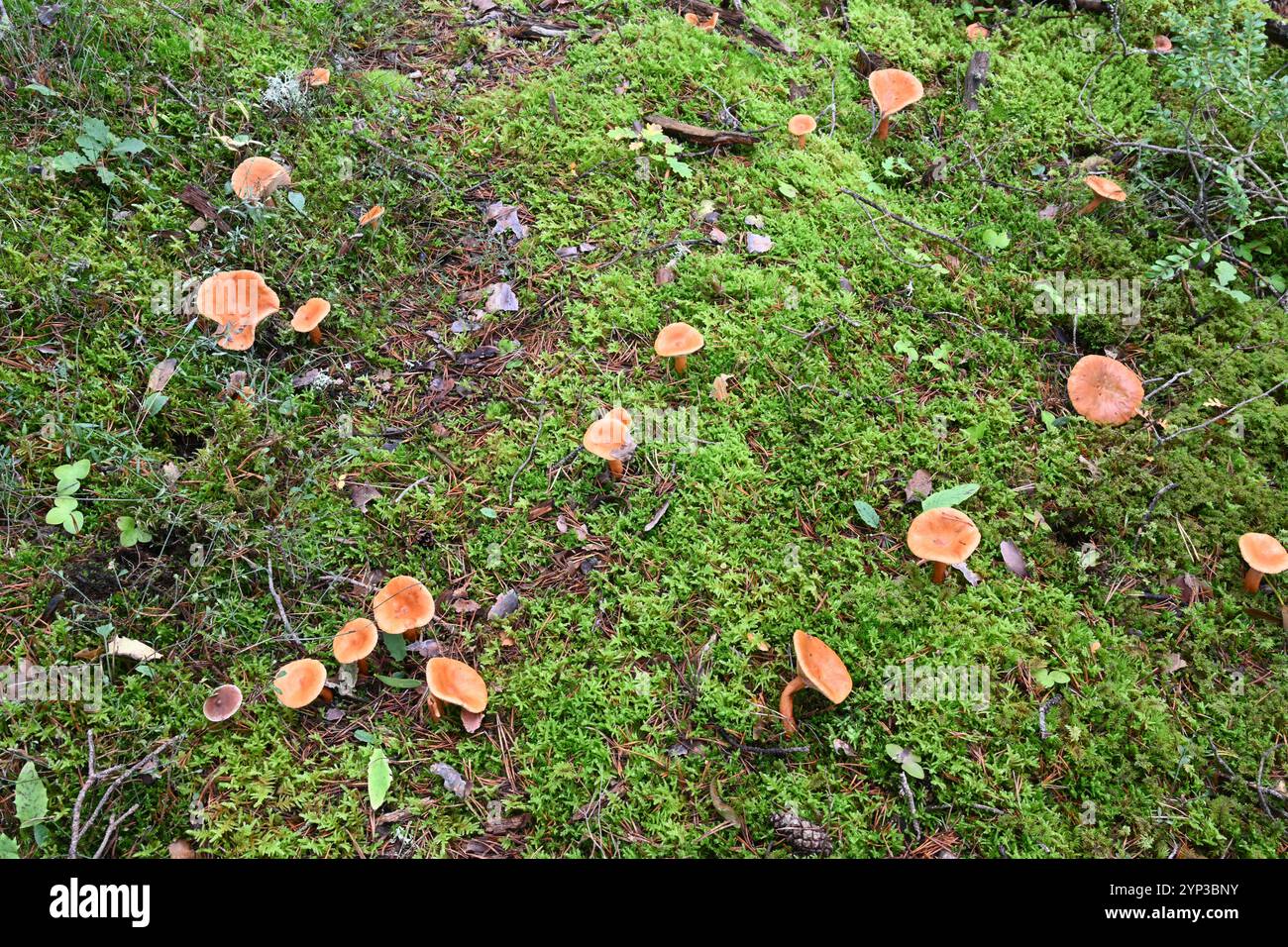 Groupe de faux champignons Chanterelle, Hygrophoropsis aurantiaca, poussant en mousse sur le plancher forestier de la forêt de pins Banque D'Images