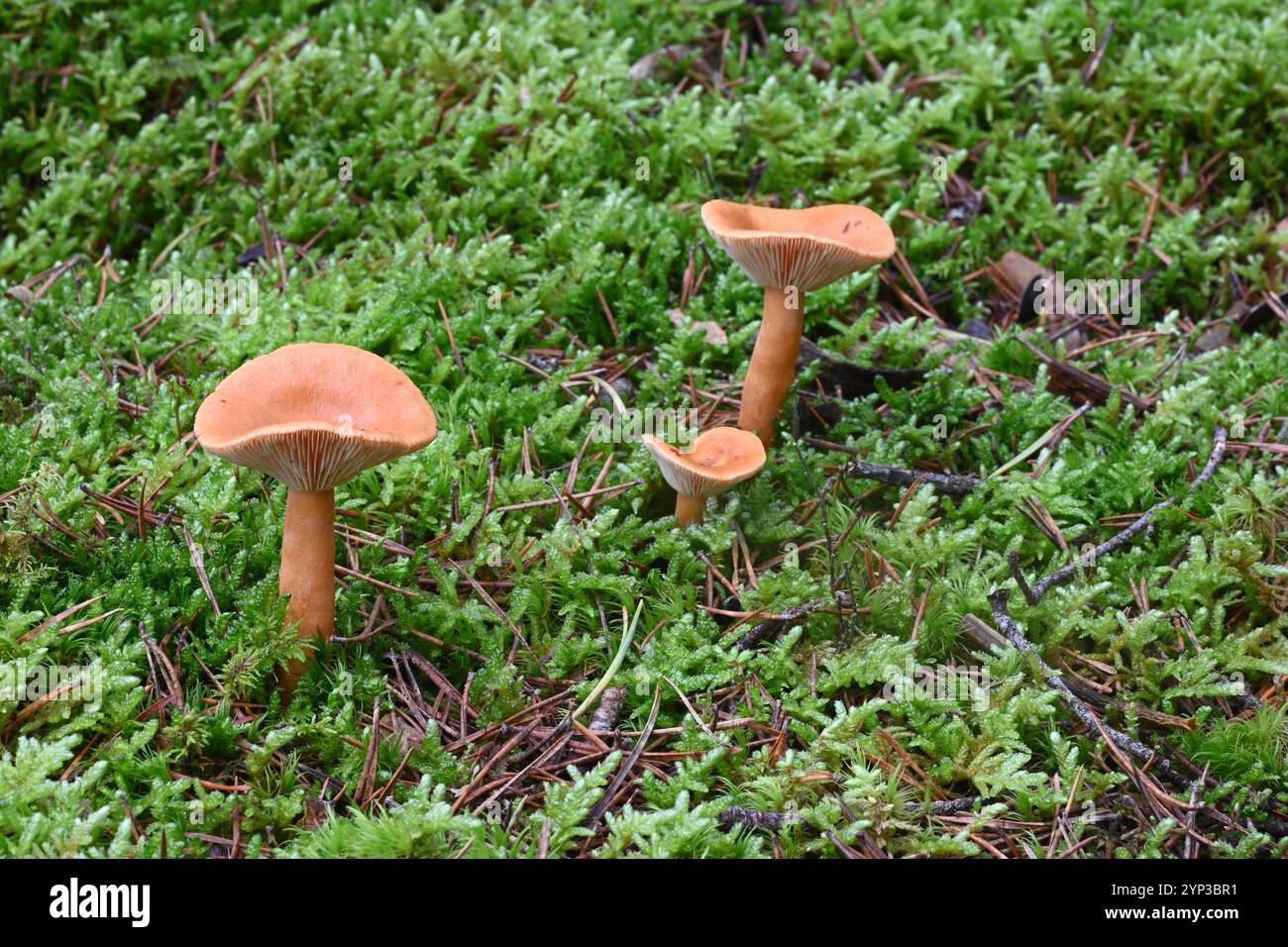 Groupe de faux champignons Chanterelle, Hygrophoropsis aurantiaca, poussant en mousse sur le plancher forestier de la forêt de pins Banque D'Images