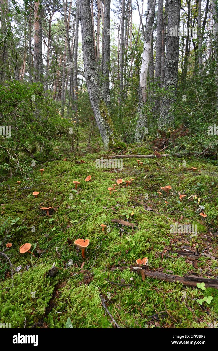 Groupe de faux champignons Chanterelle, Hygrophoropsis aurantiaca, poussant en mousse sur le plancher forestier de la forêt de pins Banque D'Images
