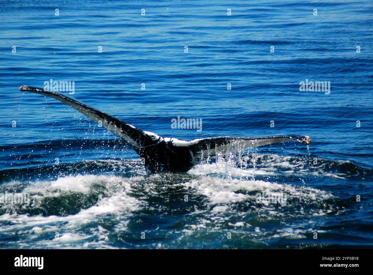 La queue d'une baleine perce la surface avant une plongée profonde Banque D'Images