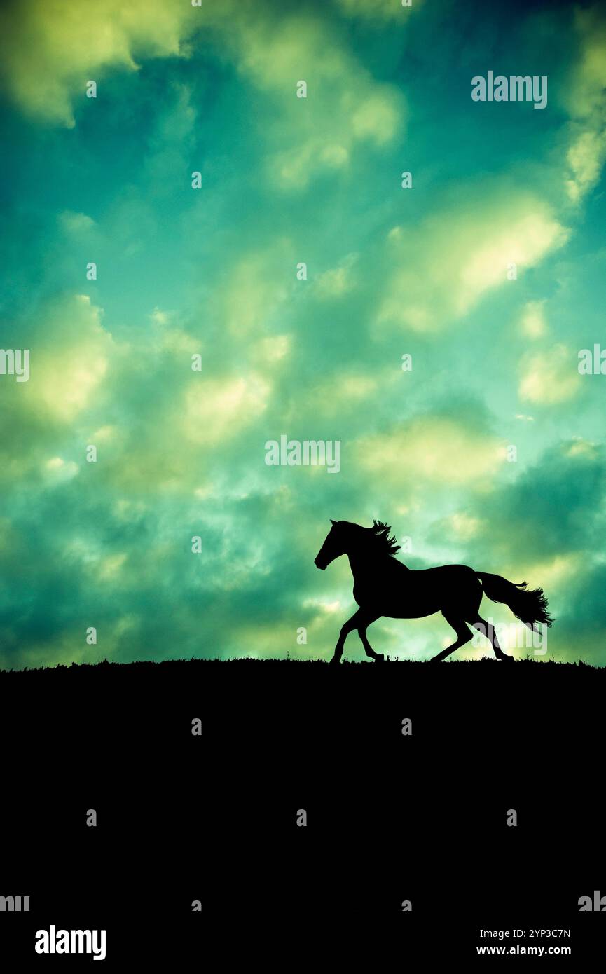 silhouette d'un cheval courant le long de la crête Banque D'Images