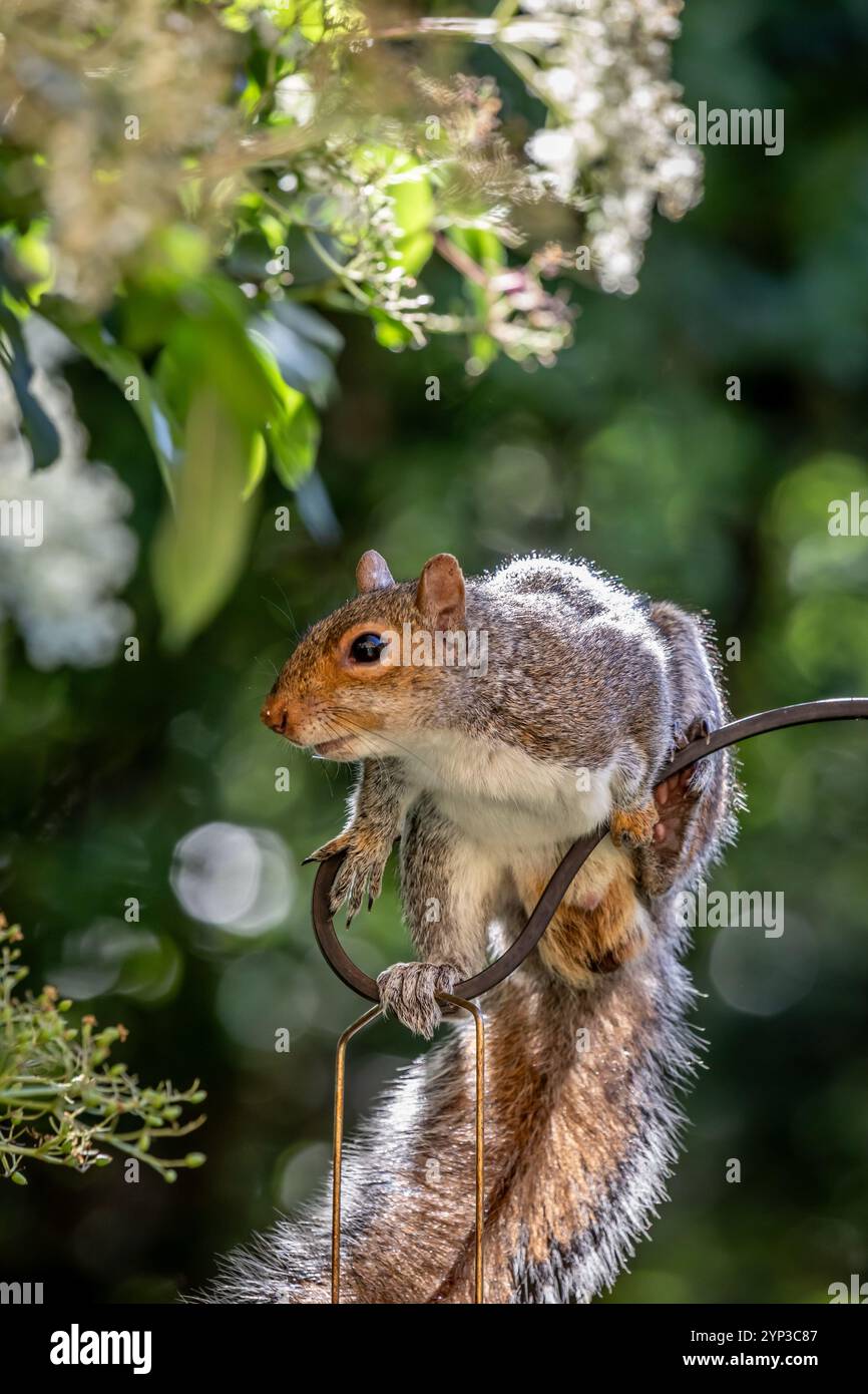 Écureuil gris de l'est, Sciurus carolinensis Banque D'Images