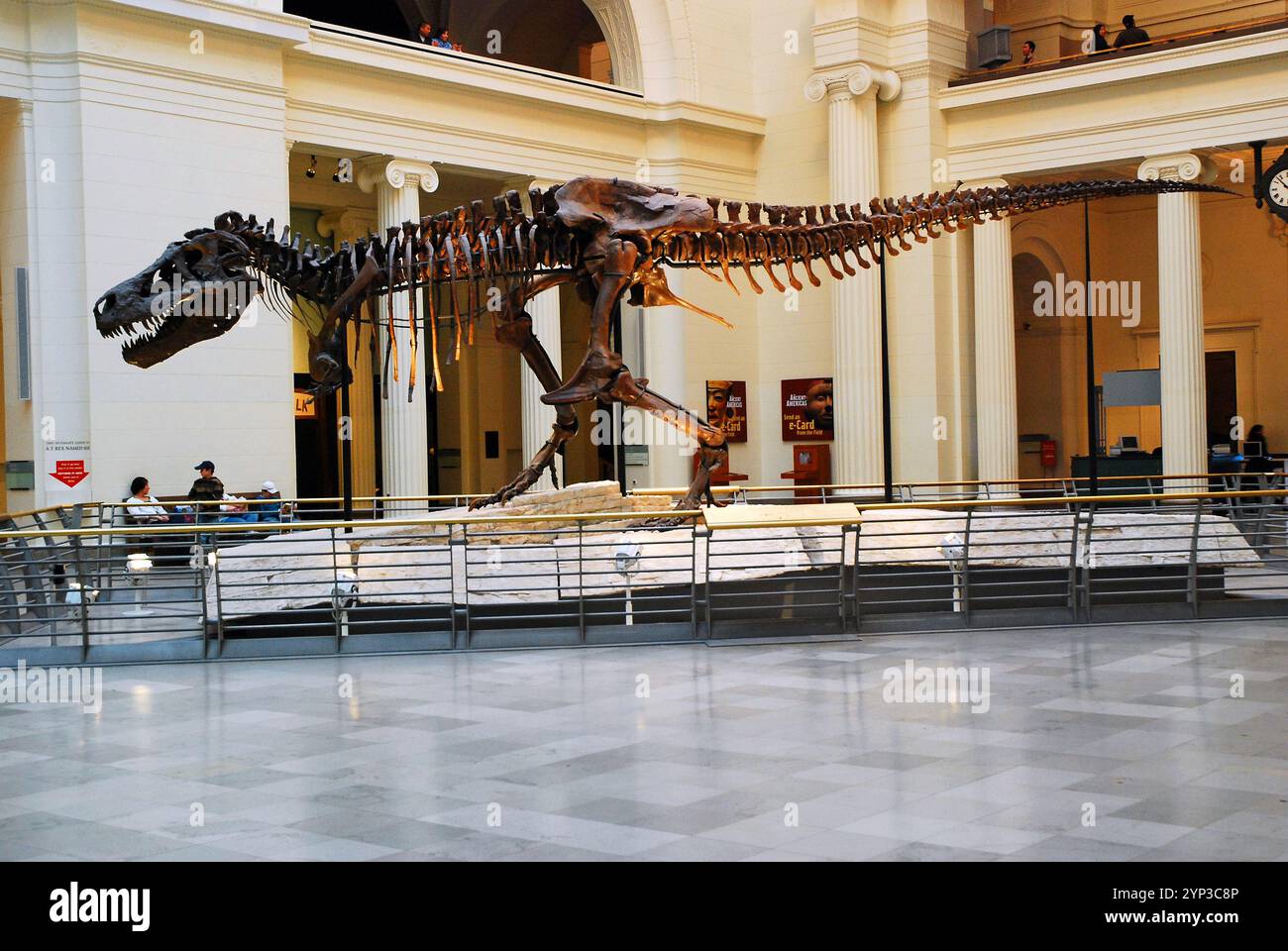Sue, le dinosaure Tyrannosaurus Rex (T Rex) le plus complet jamais découvert, est exposé au Field Museum of Natural History de Chicago Banque D'Images