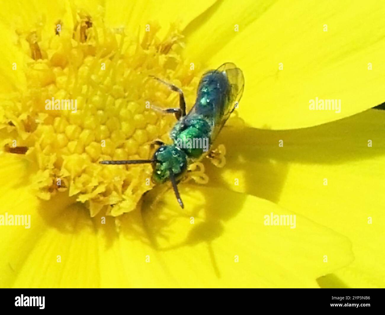 Abeille sueur verte pure (Augochlora pura) Banque D'Images