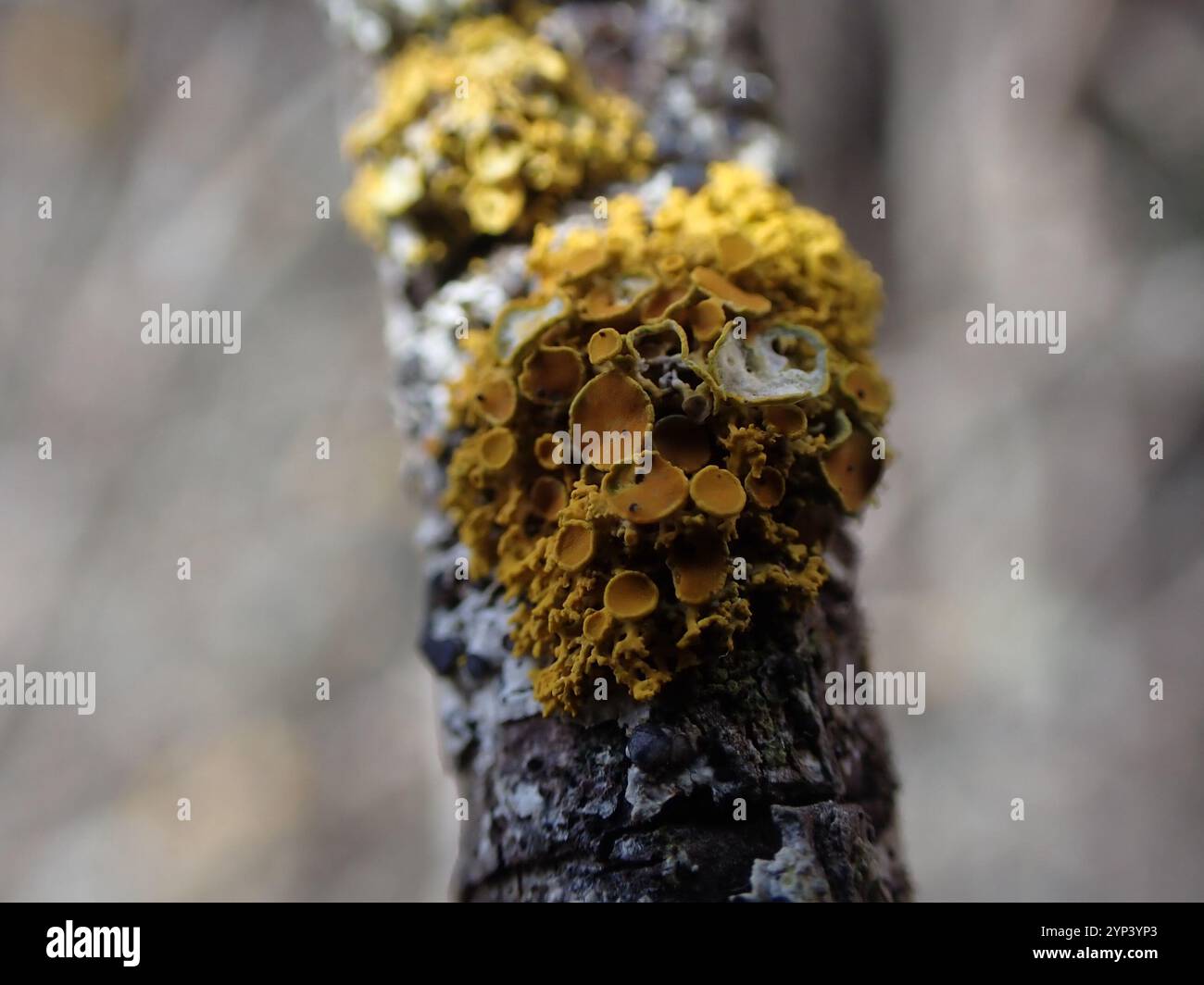 Punaise Sunburst lichen (Polycauliona polycarpa) Banque D'Images