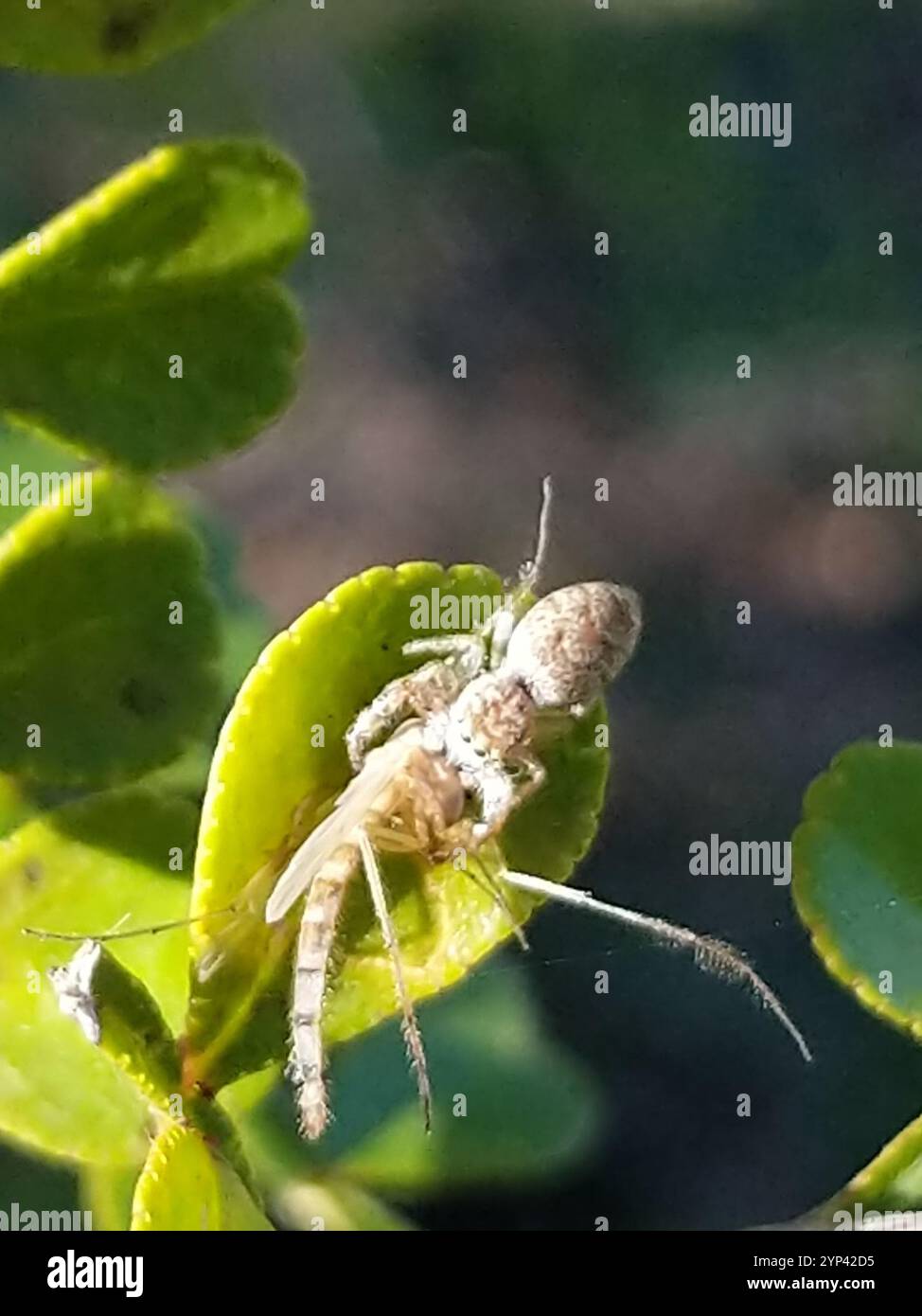 Araignée sauteuse à mâchoires blanches (Hentzia mitrata) Banque D'Images